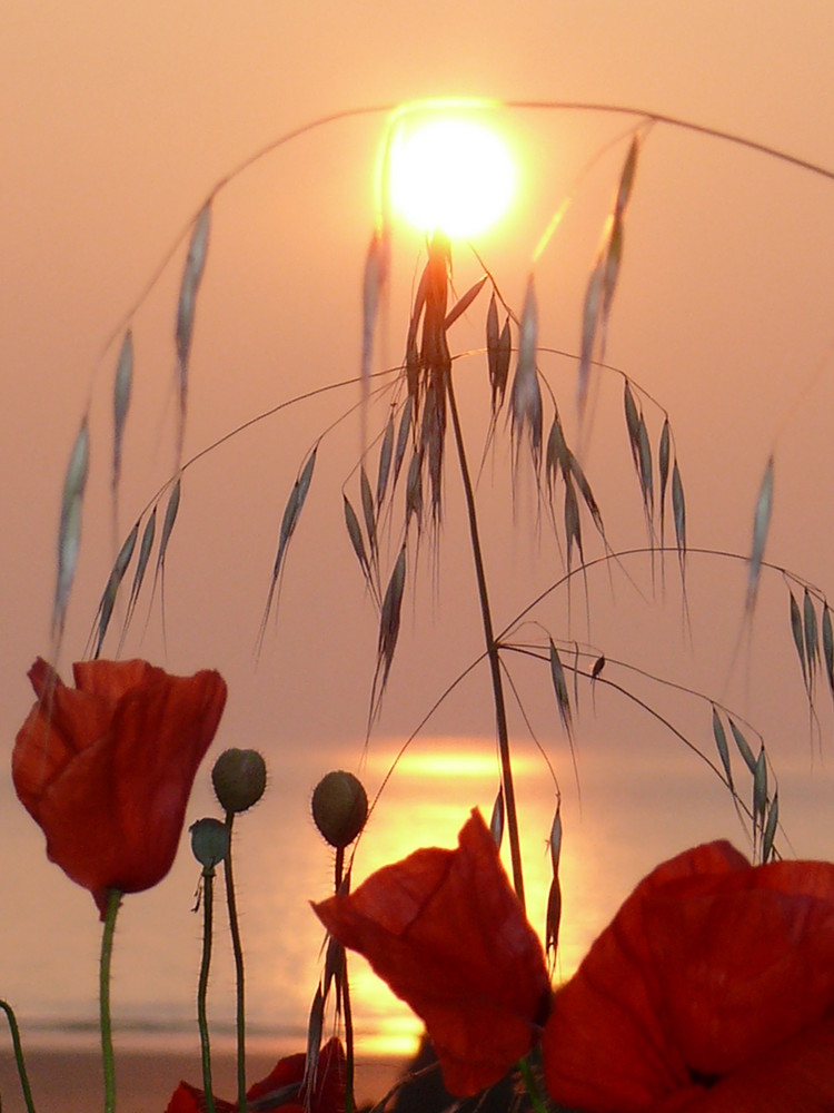 coucher de soleil sur coquelicots....