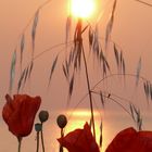 coucher de soleil sur coquelicots....