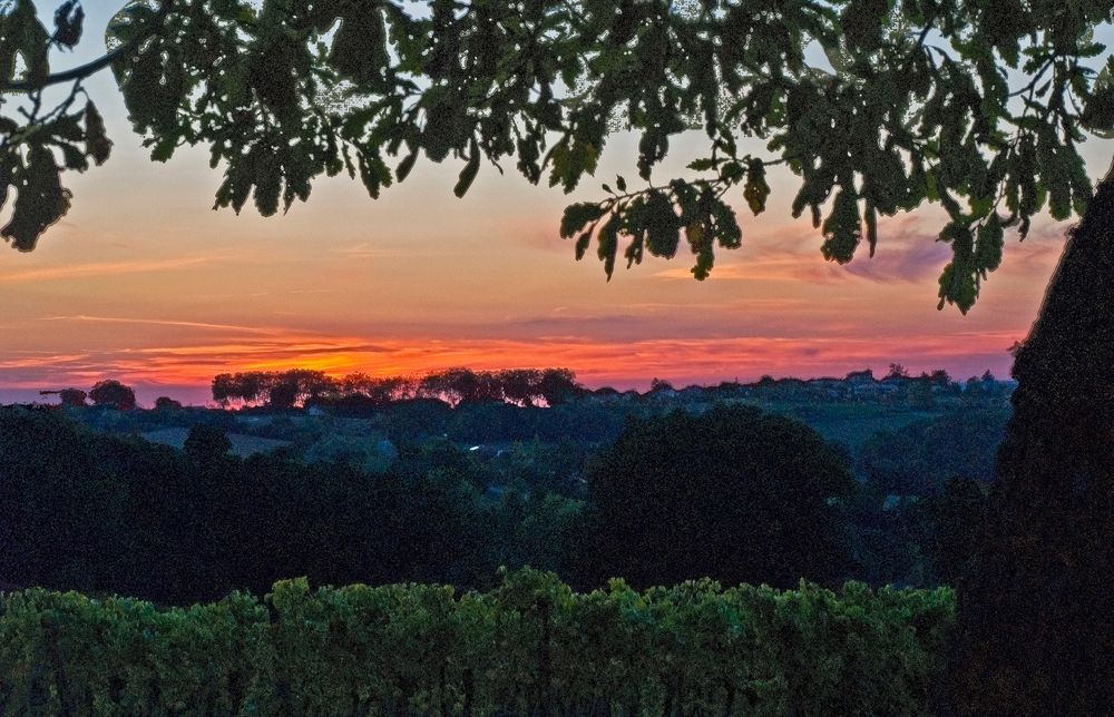 Coucher de soleil sur des vignes de la Ténarèze (Gers)