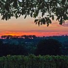 Coucher de soleil sur des vignes de la Ténarèze (Gers)