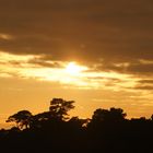 coucher de soleil sur la forêt landaise