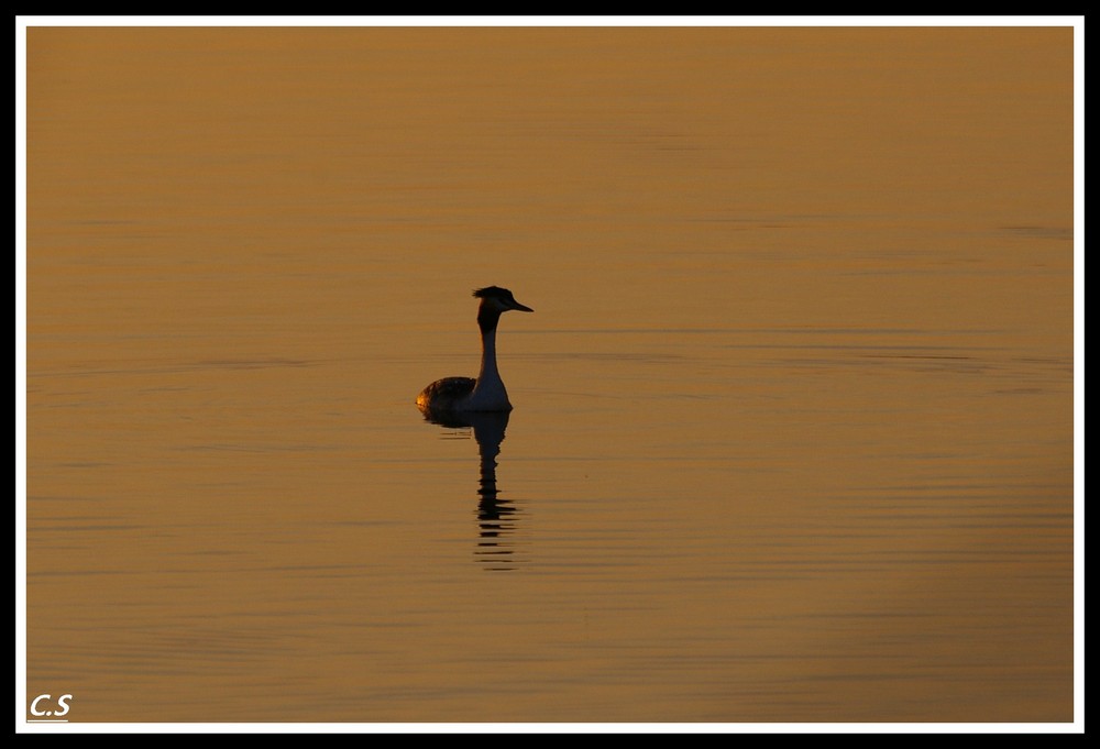 coucher de soleil sur la grèbe