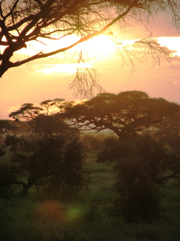 coucher de soleil sur la savane