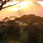 coucher de soleil sur la savane