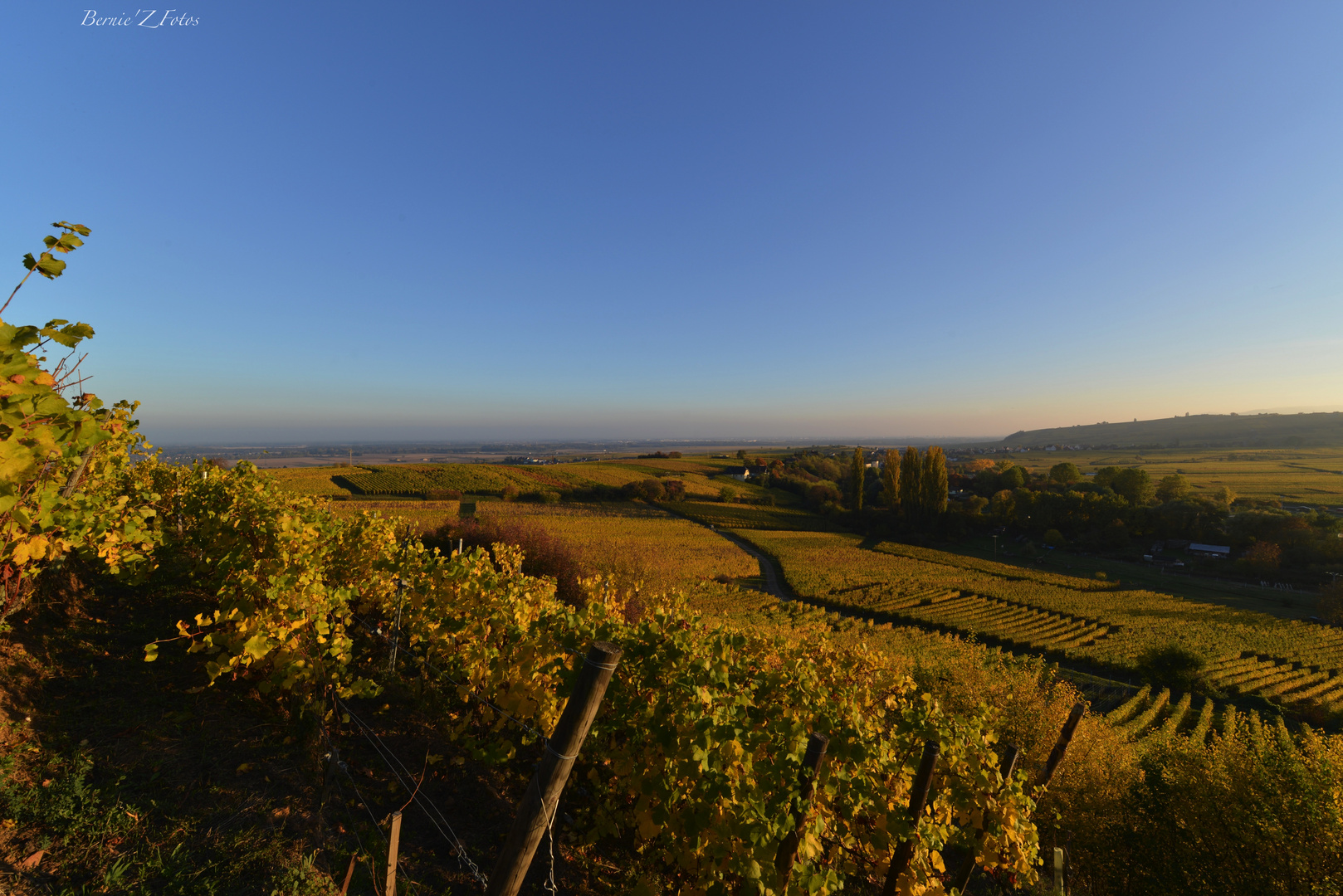 Coucher de soleil sur le vignoble Alsacien