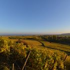 Coucher de soleil sur le vignoble Alsacien