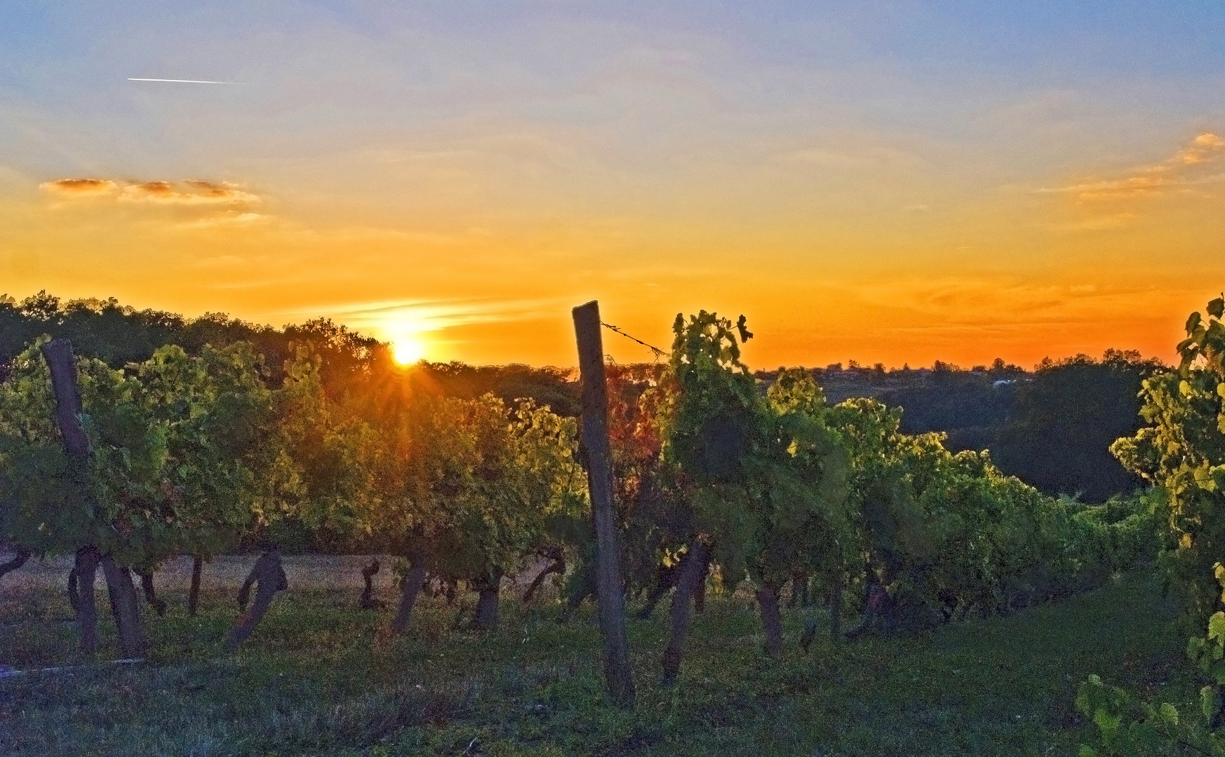 Coucher de soleil sur le vignoble de la Ténarèze