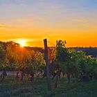 Coucher de soleil sur le vignoble de la Ténarèze