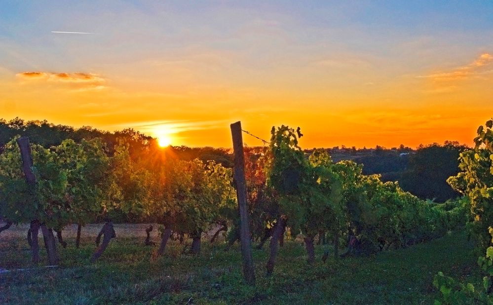 Coucher de soleil sur le vignoble de la Ténarèze