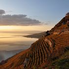 coucher de soleil sur le vignoble de Lavaux en automne