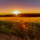 coucher de soleil sur les champs de blé