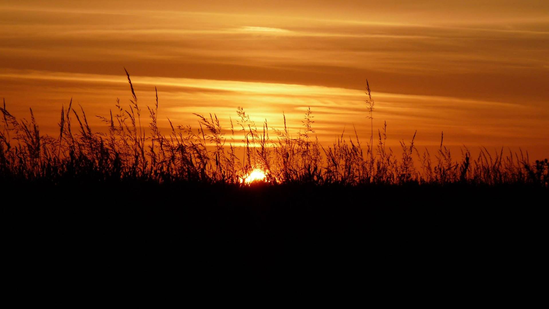 Coucher de soleil sur les herbes