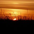 Coucher de soleil sur les herbes