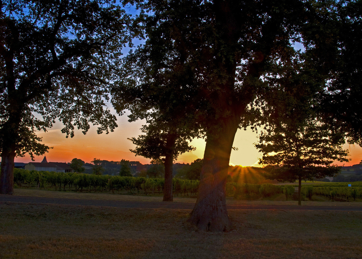 Coucher de soleil sur les vignes de la Ténarèze