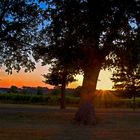 Coucher de soleil sur les vignes de la Ténarèze