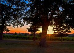 Coucher de soleil sur les vignes de la Ténarèze