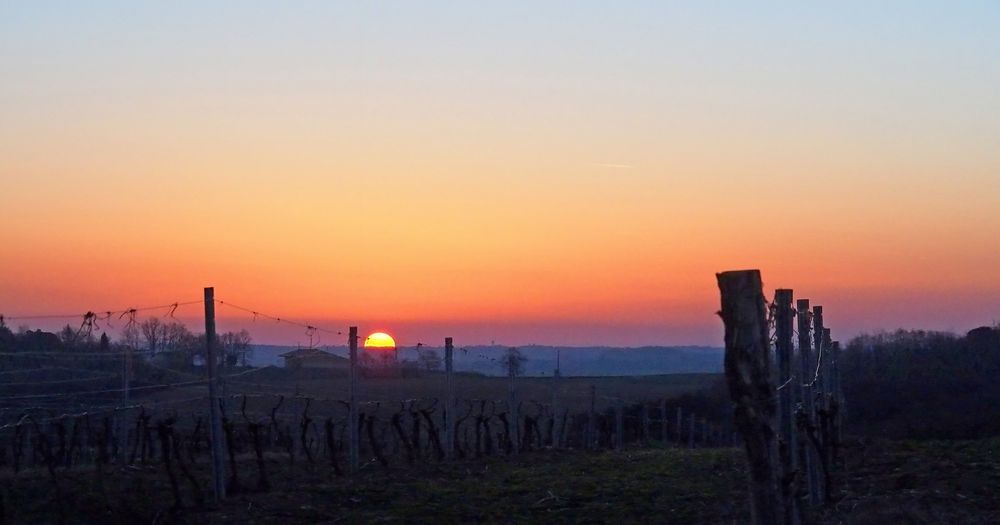 Coucher de soleil sur les vignes de la Ténarèze en hiver