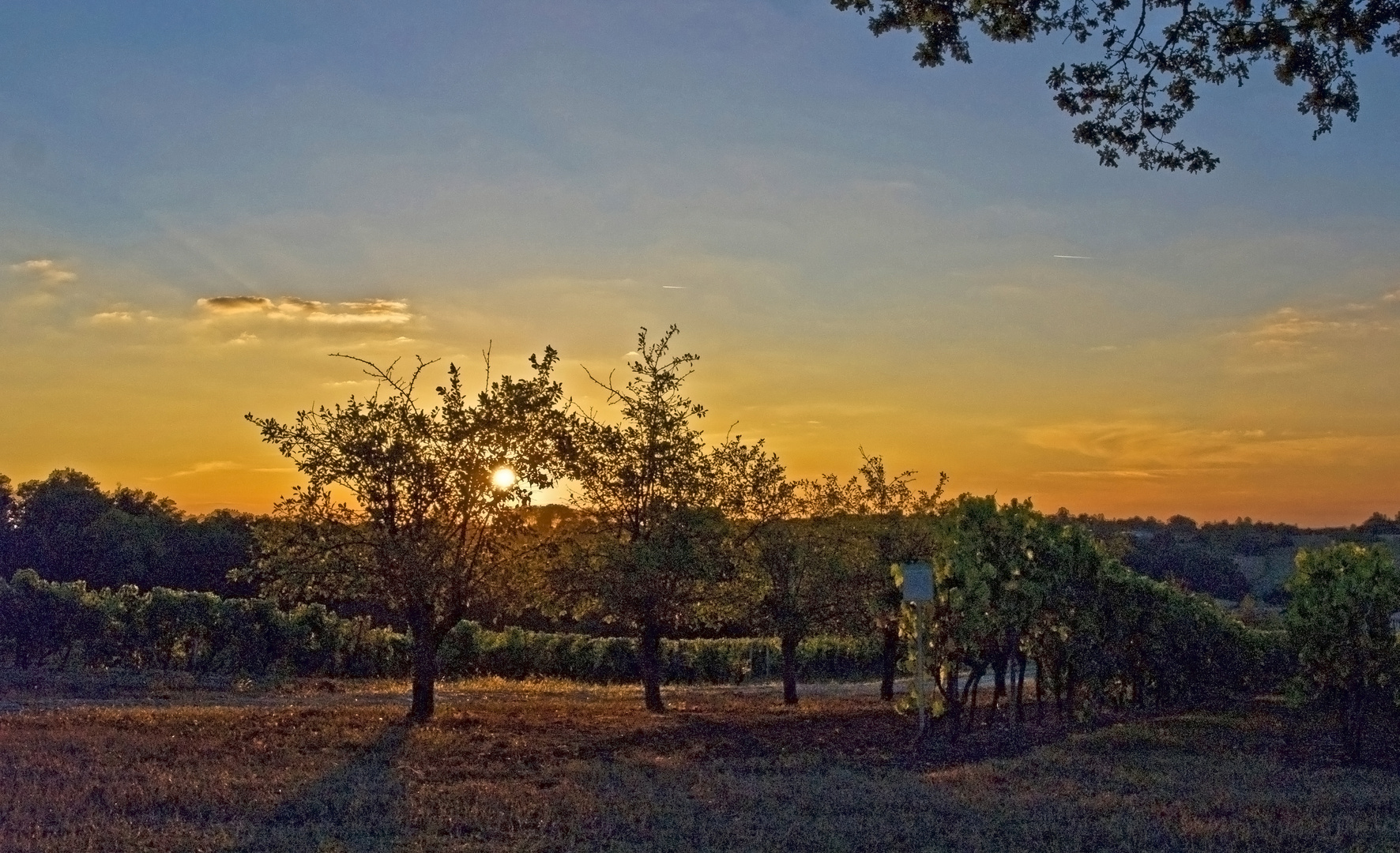 Coucher de soleil sur les vignes du Château de Mons - Caussens