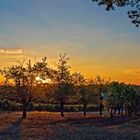 Coucher de soleil sur les vignes du Château de Mons - Caussens