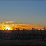 Coucher de soleil sur les vignes du Château de Mons (Caussens, Gers)