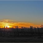 Coucher de soleil sur les vignes du Château de Mons (Caussens, Gers)