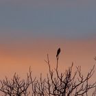 coucher d'oiseau