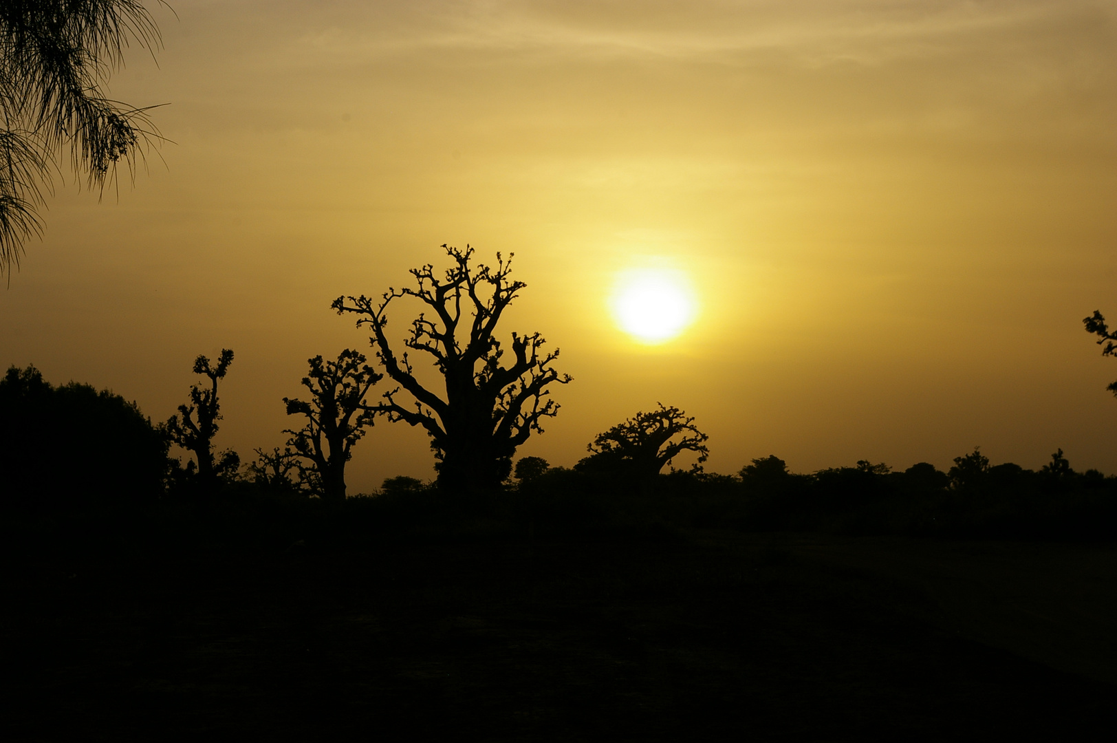 coucher du soleil derrière les baobabs