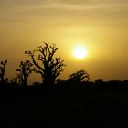 coucher du soleil derrière les baobabs