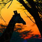 Coucher sur la savane