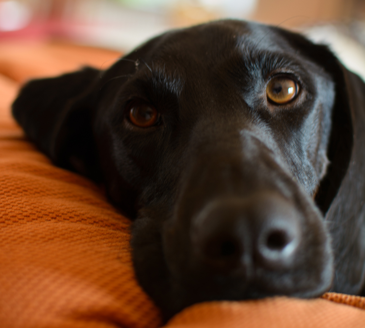 Couchpotato