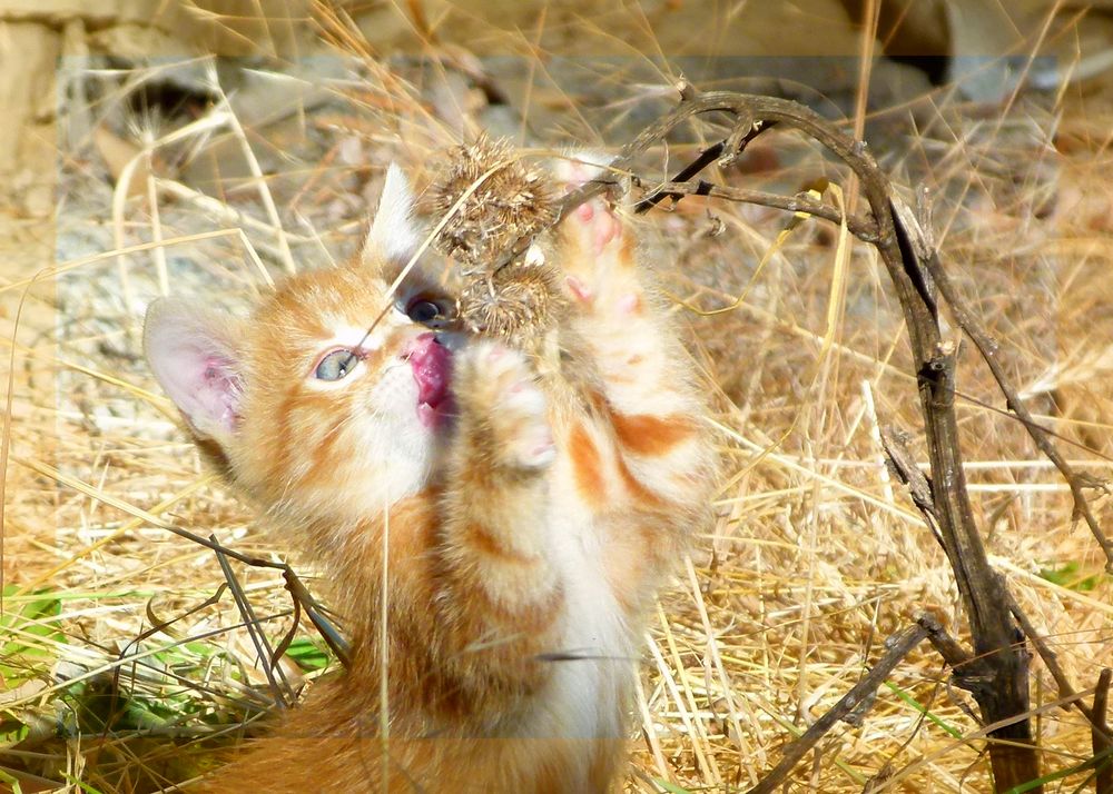 * coucou *