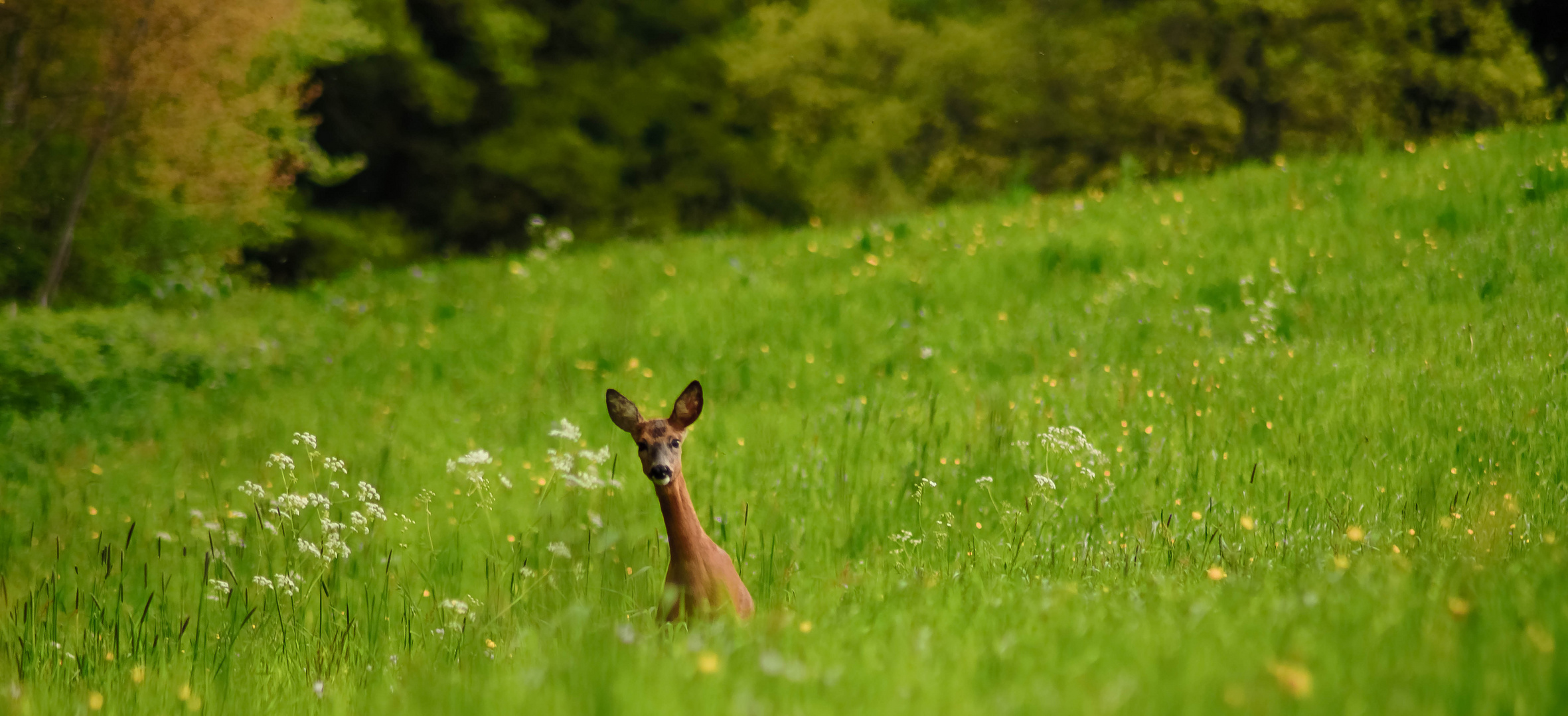 coucou .....