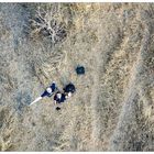 Coucou "Autoportrait avec Drone"