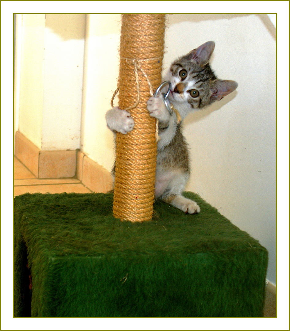 Coucou Bon Dimanche Photo Et Image Animaux Animaux Domestiques Chats Images Fotocommunity