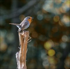 Coucou ,c'est encore moi!!!!!