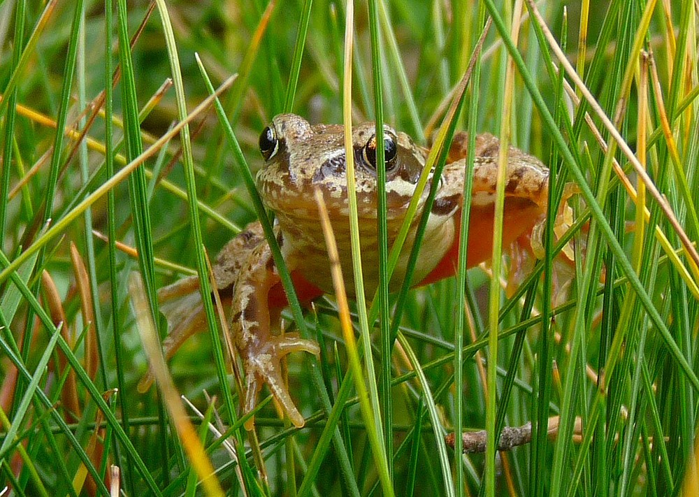 Coucou c'est la grenouille.