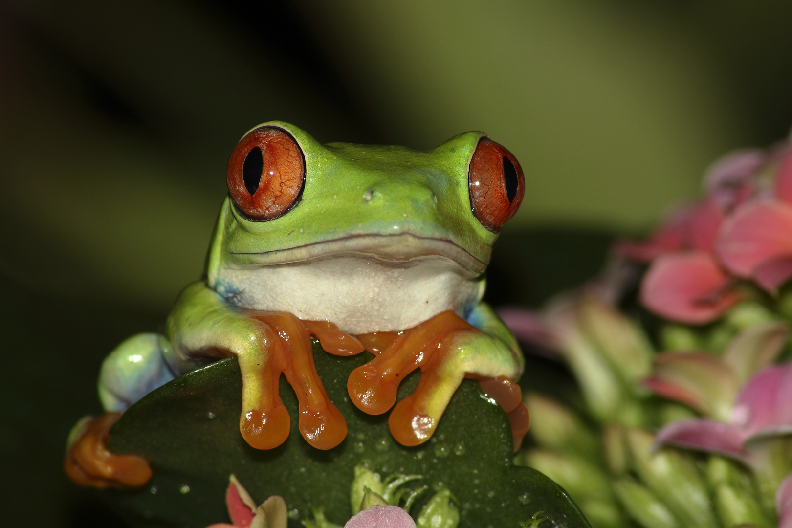 coucou , c"est moi !