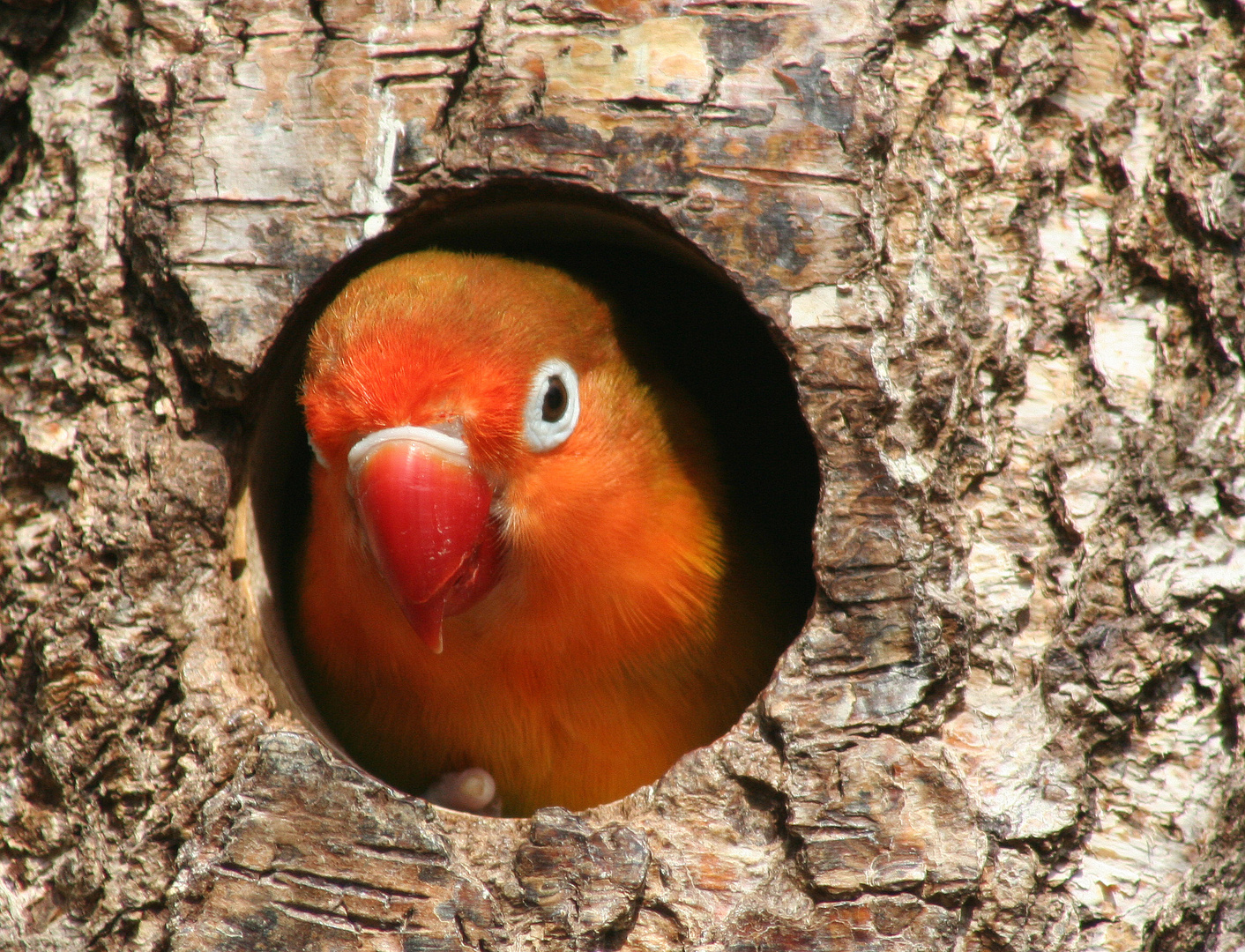 Coucou c'est moi !