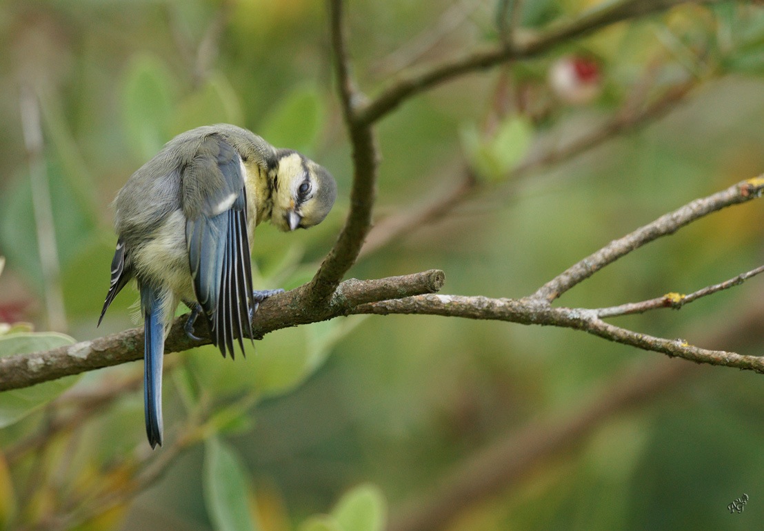 COUCOU... C'EST MOI la petite mésange !!!!!