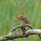 coucou, c'est moi le petit rouge gorge