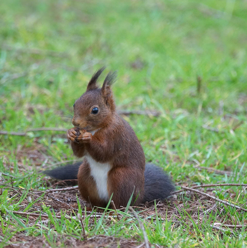 Coucou... c'est moi le petit roux !!!!