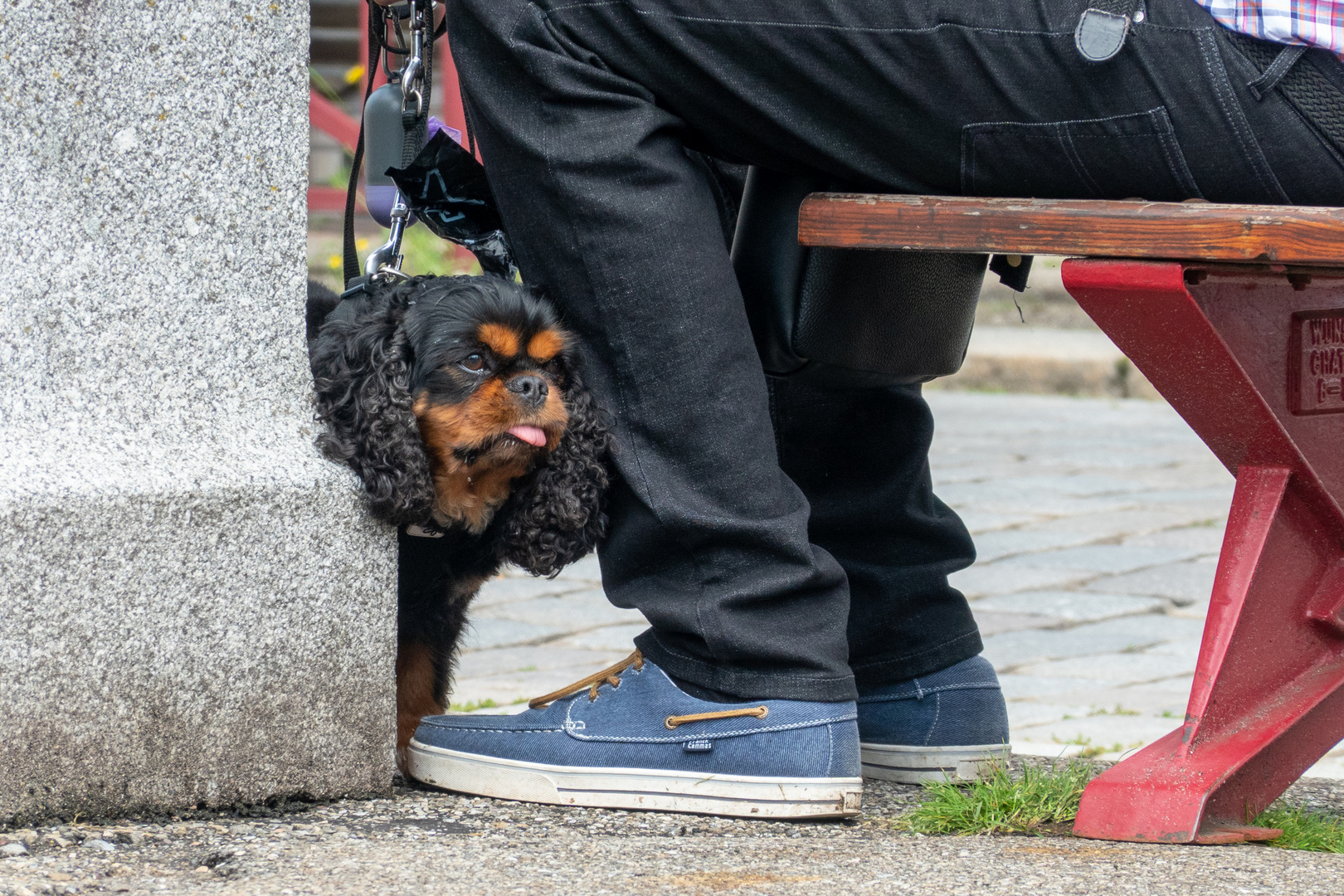 coucou, der Hund und sein herr