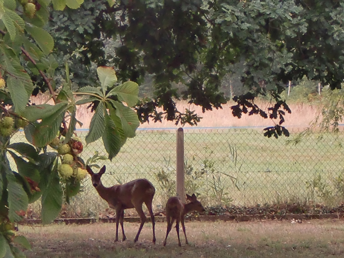 Coucou du jardin !