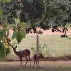 Coucou du jardin !