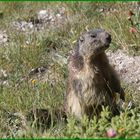 ..Cou'cou d'une marmotte au Pré de Mme Carles (05)