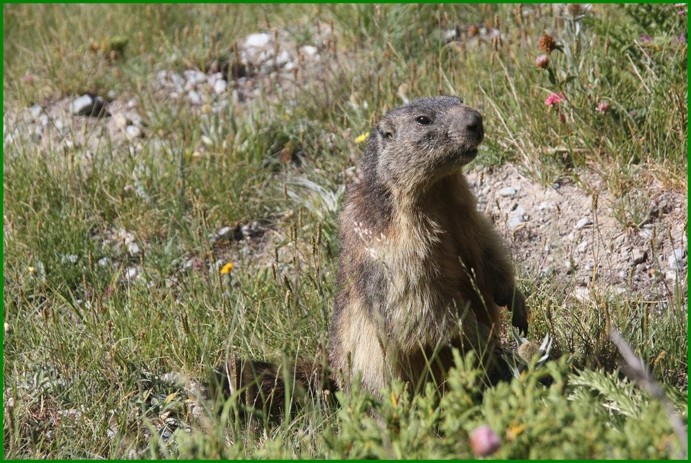 ..Cou'cou d'une marmotte au Pré de Mme Carles (05)