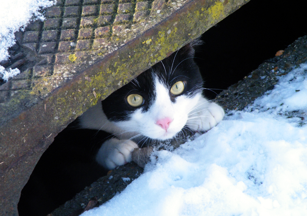 Coucou, j'ai cru voir un "gros minet"