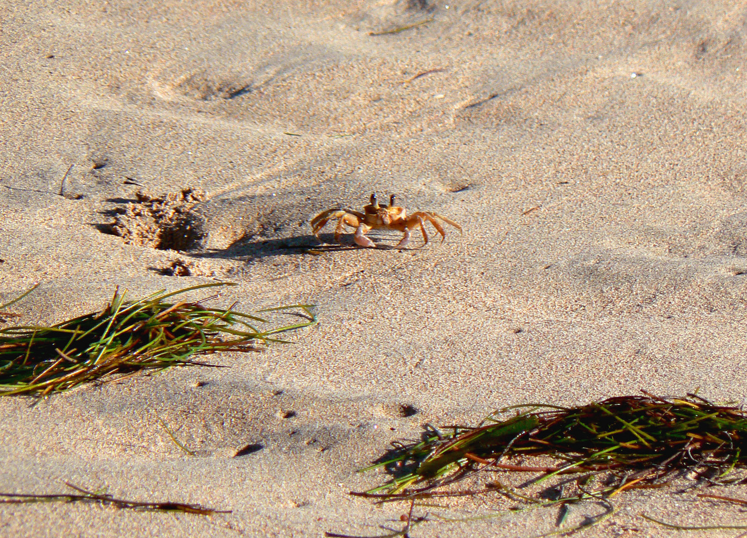 Coucou, je suis le Crabe Créole-