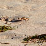 Coucou, je suis le Crabe Créole-