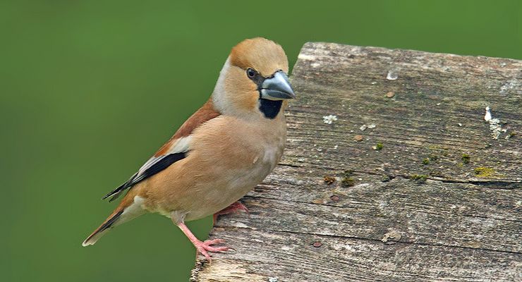 ...Coucou les amis...;-)